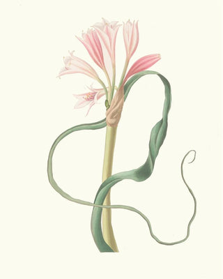 Priscilla Susan Bury - Amaryllis Longifolia Glauca.webp