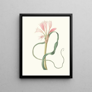 Priscilla Susan Bury - Amaryllis Longifolia Glauca.webp