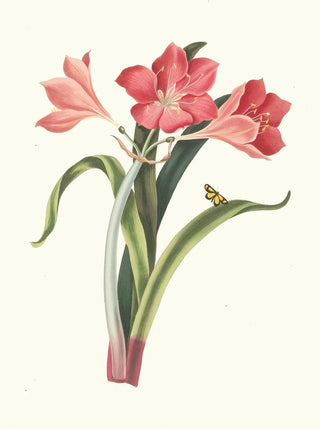Priscilla Susan Bury - Amaryllis Purpurea Major.webp