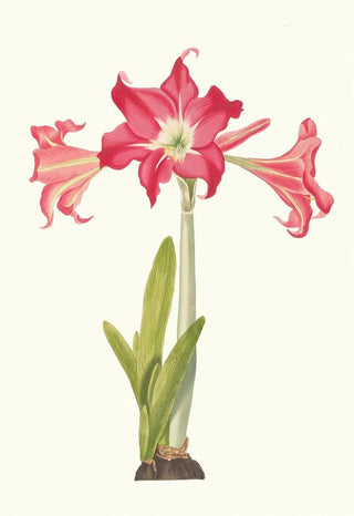 Priscilla Susan Bury - Amaryllis Solandriflora Var Or Amaryllis Johnsoni.webp
