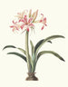 Amaryllis superba vittata - Priscilla Susan Bury | Cuadro — vista de la obra