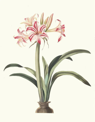 Priscilla Susan Bury - Ameryllis Superba Vittata.webp