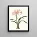 Amaryllis superba vittata - Priscilla Susan Bury | Cuadro — cuadro enmarcado en la pared
