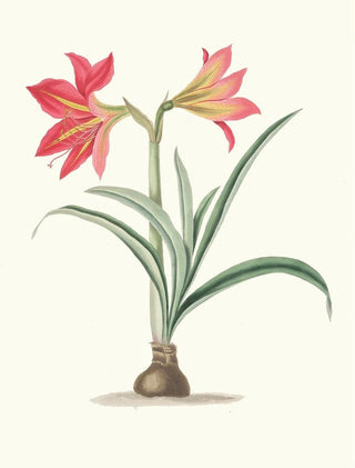 Priscilla Susan Bury - Amryllis Platypetala.webp