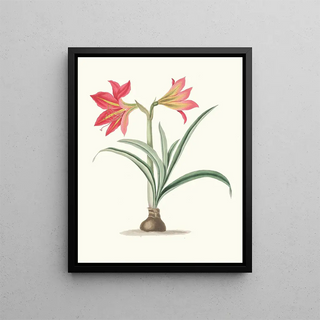 Priscilla Susan Bury - Amryllis Platypetala.webp