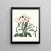 Crinum scabrum - Priscilla Susan Bury — cuadro enmarcado en la pared