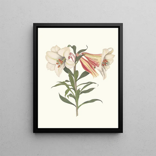 Priscilla Susan Bury - Lilium Japonicum.webp