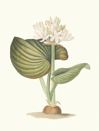 Priscilla Susan Bury - Pancratium Amboinense.webp