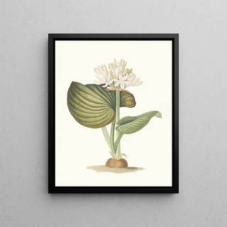 Priscilla Susan Bury - Pancratium Amboinense.webp
