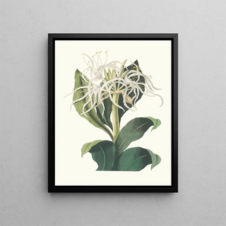 Priscilla Susan Bury - Pancratium Specidsum.webp