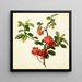 Pyrus japonica coing japonais - Mary Lawrance — framed artwork on a wall