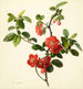 Pyrus japonica coing japonais - Mary Lawrance — artwork view