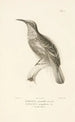 Centurie zoologique Pl05 - René Primevère Lesson — vista de la obra