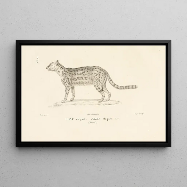 Centurie zoologique Pl21 - René Primevère Lesson — framed artwork on a wall