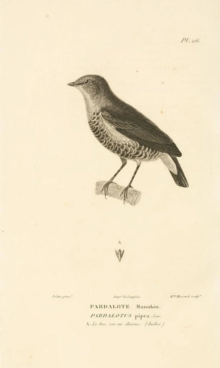 RenPrimevre Lesson - Centurie zoologique Pl26.webp