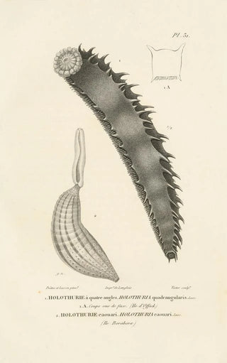 RenPrimevre Lesson - Centurie zoologique Pl31.webp