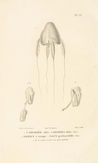 RenPrimevre Lesson - Centurie zoologique Pl33.webp