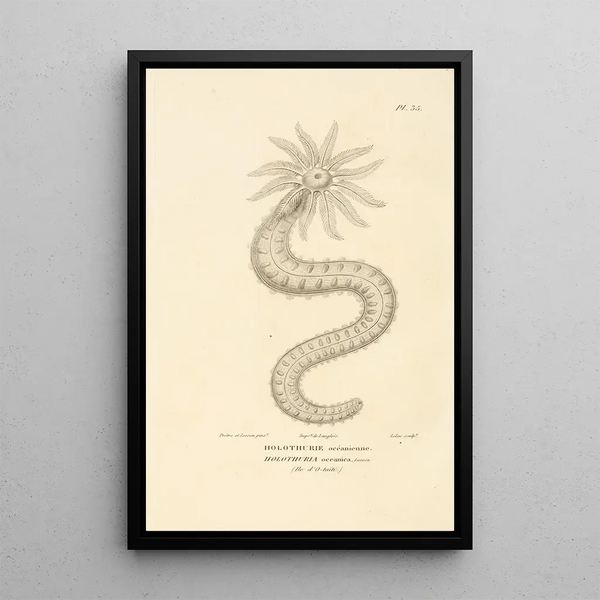 Centurie zoologique Pl35 - René Primevère Lesson — cuadro enmarcado en la pared