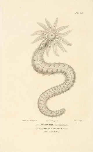 RenPrimevre Lesson - Centurie zoologique Pl35.webp