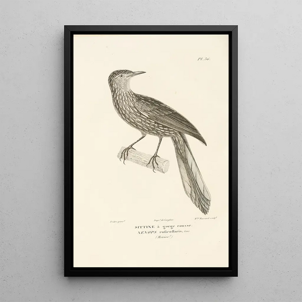 Centurie zoológico Pl36 - René Primevère Lesson — cuadro enmarcado en la pared