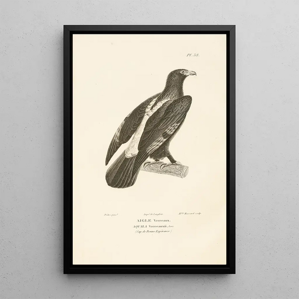 Centurie zoológico Pl38 - René Primevère Lesson — cuadro enmarcado en la pared
