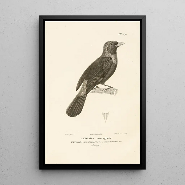 Centurie zoológico Pl39 - René Primevère Lesson — cuadro enmarcado en la pared