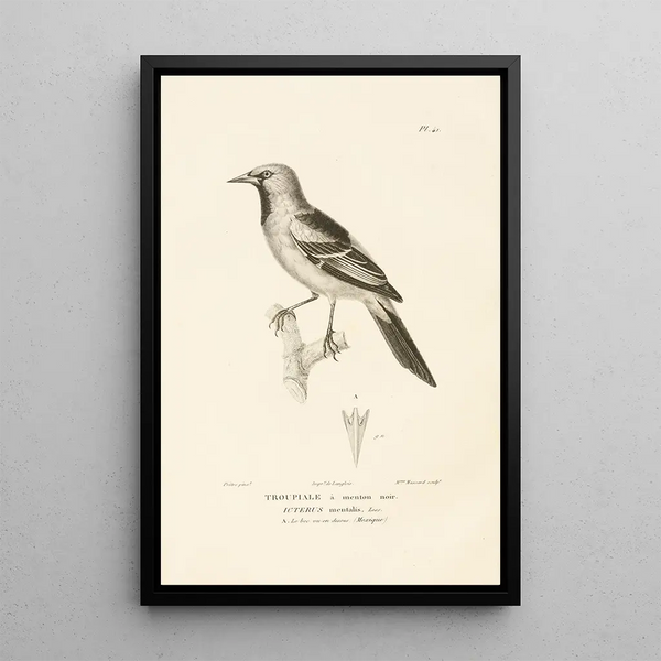 Centurie zoológico Pl41 - René Primevère Lesson — cuadro enmarcado en la pared