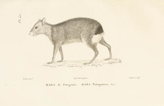 RenPrimevre Lesson - Centurie zoologique Pl42.webp