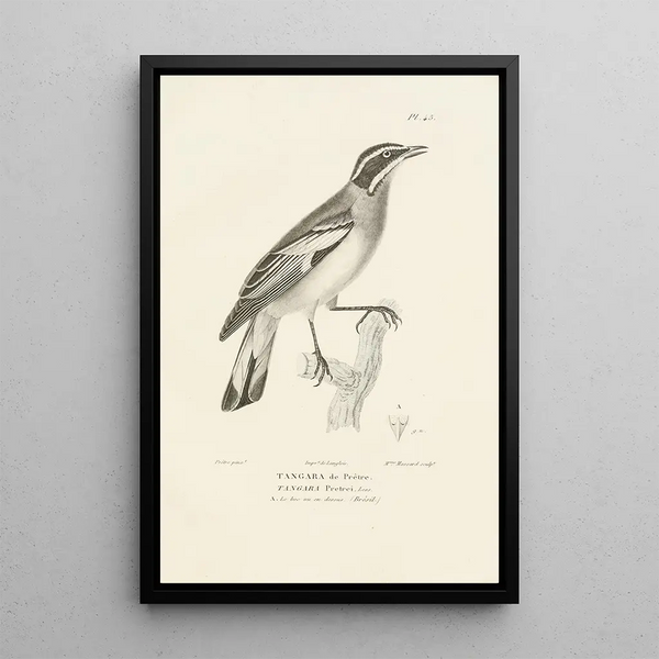 Centurie zoológico Pl45 - René Primevère Lesson — cuadro enmarcado en la pared