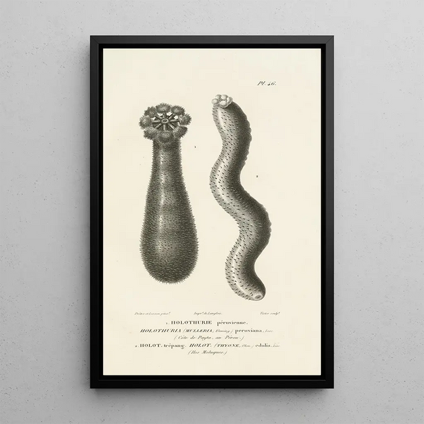 Centurie zoológico Pl46 - René Primevère Lesson — cuadro enmarcado en la pared