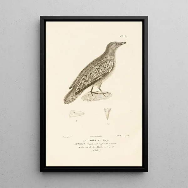 Centurie zoológico Pl47 - René Primevère Lesson — cuadro enmarcado en la pared