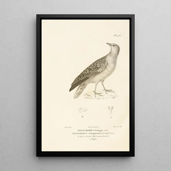 Centurie zoologique Pl48 - René Primevère Lesson — cuadro enmarcado en la pared
