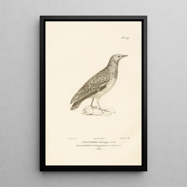 Centurie zoológico Pl49 - René Primevère Lesson — cuadro enmarcado en la pared