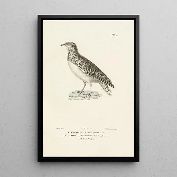 Centurie zoológico Pl50 - René Primevère Lesson — cuadro enmarcado en la pared