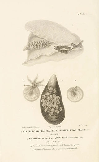 RenPrimevre Lesson - Centurie zoologique Pl51.webp