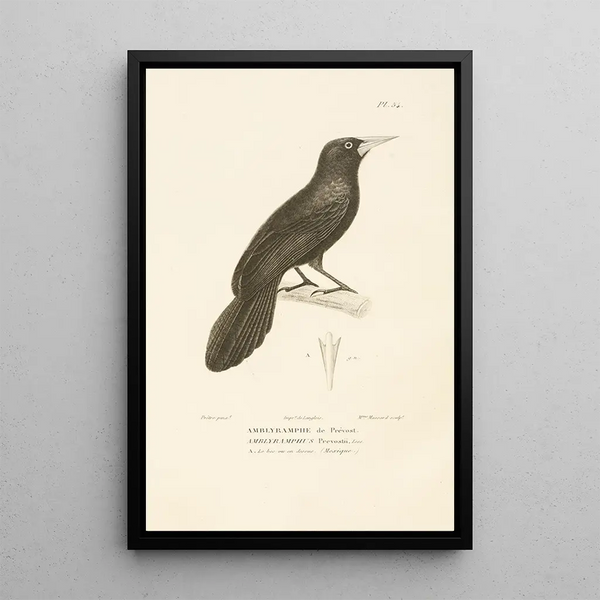 Centurie zoologique Pl54 - René Primevère Lesson — cuadro enmarcado en la pared