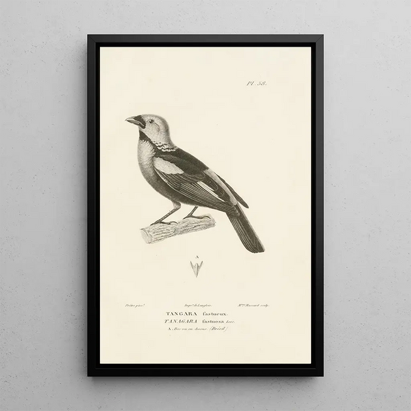 Centurie zoológico Pl57 - René Primevère Lesson — cuadro enmarcado en la pared