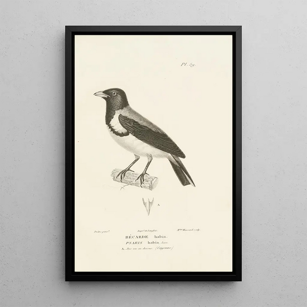Centurie zoológico Pl58 - René Primevère Lesson — cuadro enmarcado en la pared