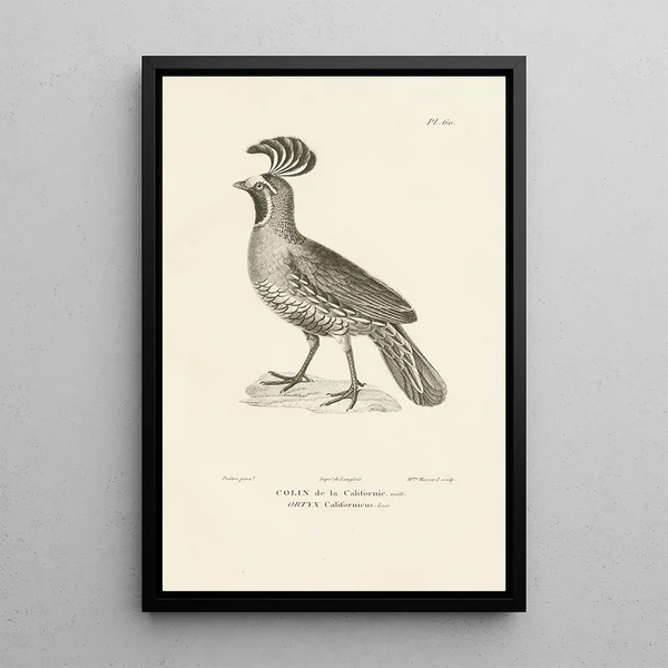 Centurie zoológico Pl59 - René Primevère Lesson — cuadro enmarcado en la pared