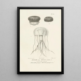 RenPrimevre Lesson - Centurie zoologique Pl61.webp