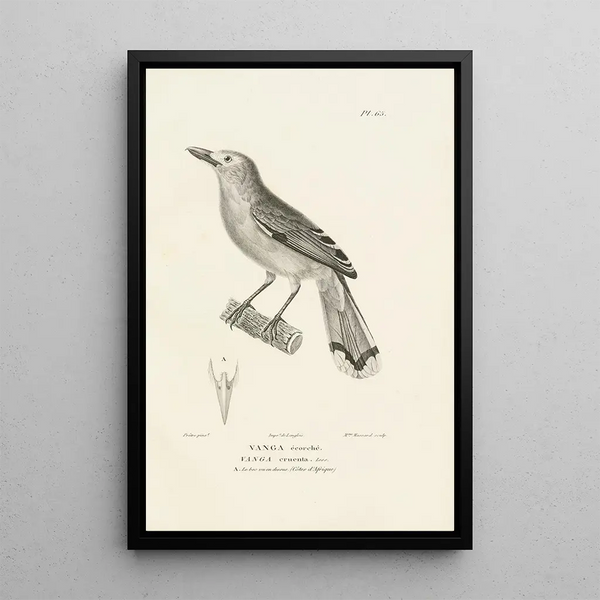 Centurie zoologique Pl64 - René Primevère Lesson — cuadro enmarcado en la pared