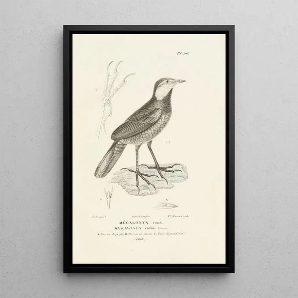 Centurie zoologique Pl65 - René Primevère Lesson — framed artwork on a wall