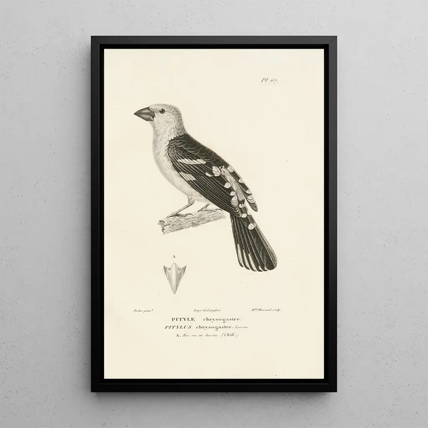 Centurie zoologique Pl66 - René Primevère Lesson — framed artwork on a wall