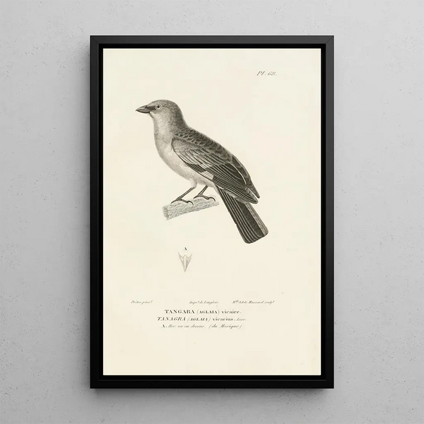 Centurie zoologique Pl67 - René Primevère Lesson — framed artwork on a wall
