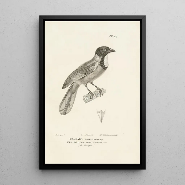Centurie zoologique Pl68 - René Primevère Lesson — framed artwork on a wall
