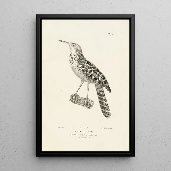 Centurie zoologique Pl69 - René Primevère Lesson — framed artwork on a wall