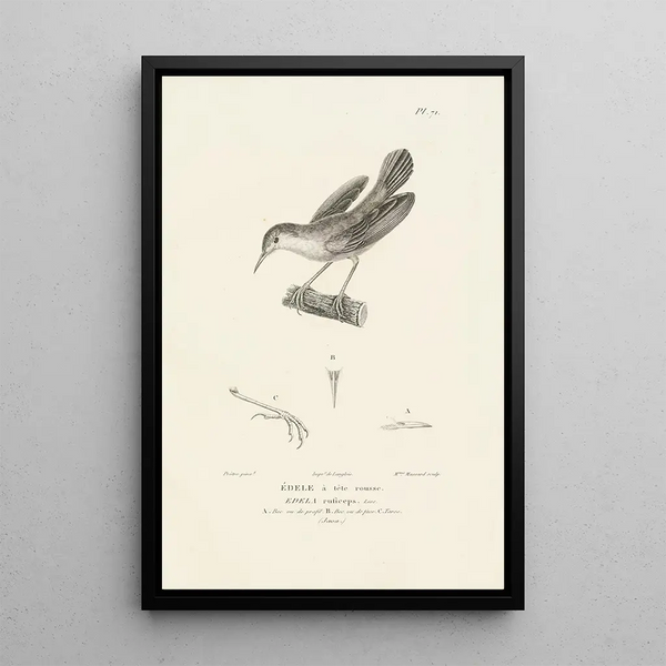 Centurie zoologique Pl70 - René Primevère Lesson — framed artwork on a wall