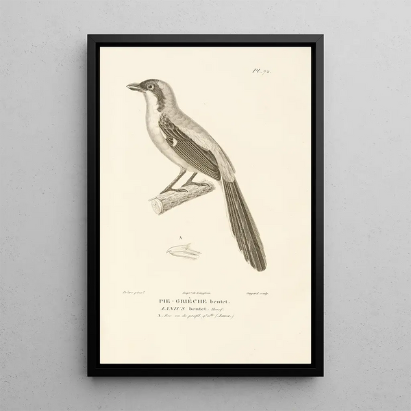 Centurie zoologique Pl71 - René Primevère Lesson — framed artwork on a wall