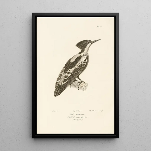 Centurie zoologique Pl72 - René Primevère Lesson — framed artwork on a wall