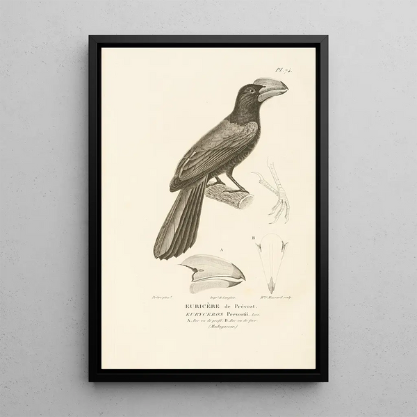 Centurie zoologique Pl73 - René Primevère Lesson — framed artwork on a wall
